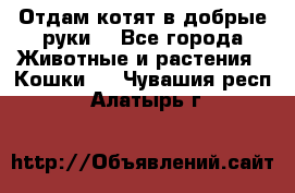 Отдам котят в добрые руки. - Все города Животные и растения » Кошки   . Чувашия респ.,Алатырь г.